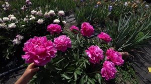 Пион Россия. Май 2018