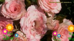 Роза спрей Лидия (Роза спрей Lydia). Краткий обзор, описание характеристик, где купить саженцы Lydi