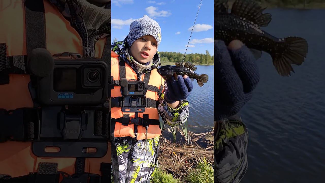 Шишка на голове у ротана #рыбалка #fishing #viral #top #рыбаки #ротан #спиннинг #мормышинг #трофей смотреть онлайн