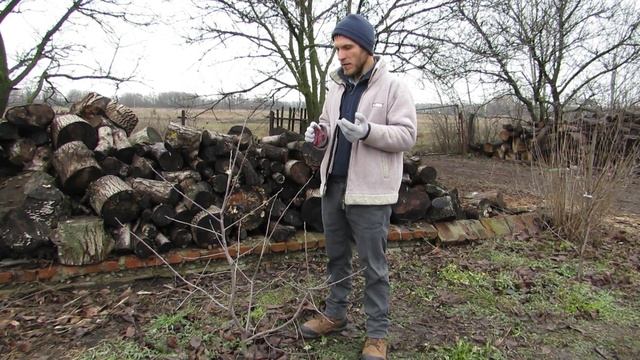 Как укрыть саженец хурмы.