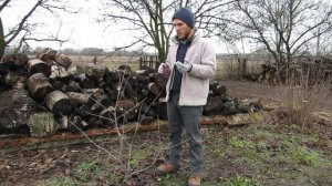 Как укрыть саженец хурмы.