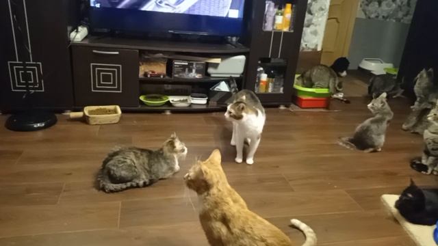  смотреть онлайн