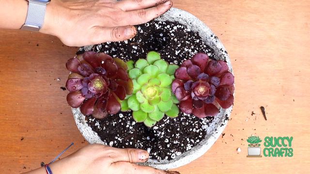Aeonium Succulent Arrangement смотреть онлайн