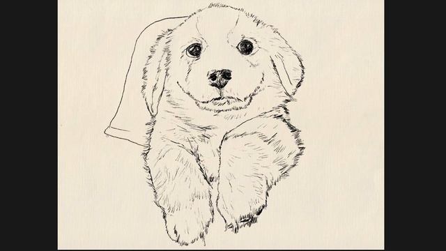 Petty Sketch #13 | Chill Puppy quick sketch смотреть онлайн