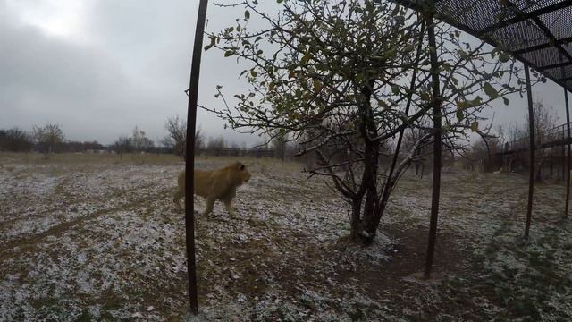 Друг Олега Зубкова Хан Паша помогает заводить львов ! смотреть онлайн