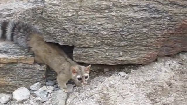 Ringtail Cat in AZ - Best Footage смотреть онлайн