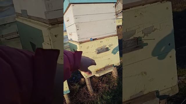 Как проходит зимовка пчёл, 23 декабря, Молдова. Матки на изоляции 4 месяца. смотреть онлайн