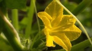 КАК ИЗБАВИТЬСЯ ОТ ПУСТОЦВЕТА НА ОГУРЦАХ: ДЕЛЮСЬ ПРОВЕРЕННЫМ СПОСОБОМ