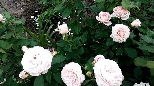 роза Чандос бьюти,Луиза де Марияк,Черная Магия,Самаритан...... смотреть онлайн