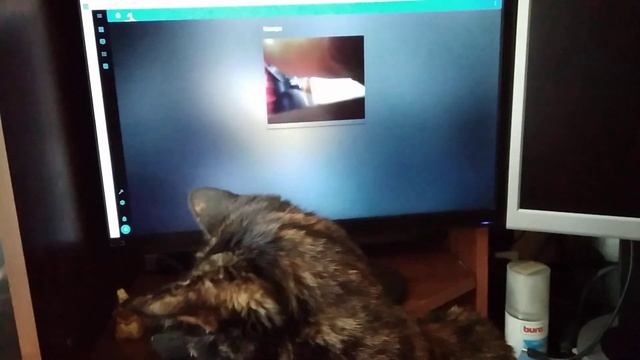MK808 + Home Assistant + ESP32 CAM смотреть онлайн