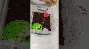 Как определить пол улитке!