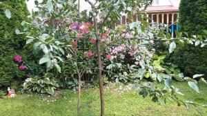 Евразия слива. Урожайный, зимостойкий сорт.