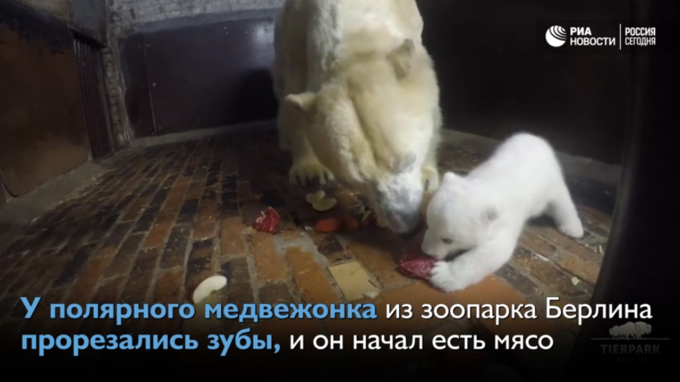 Уроки этикета для полярного медвежонка смотреть онлайн