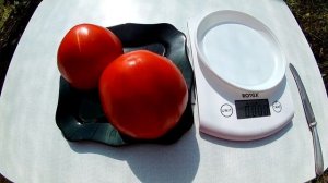 Томат - Homer's German Ox heart (Немецкое бычье сердце Гомера)