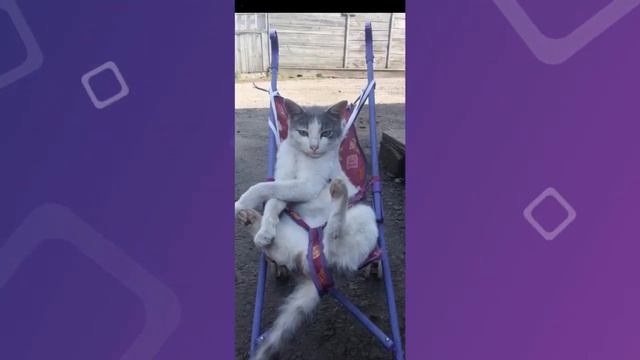 Онлайн фотовыставка   Мои домашние питомцы