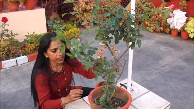 Roses are forever! смотреть онлайн