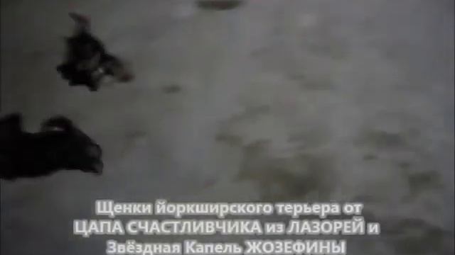 Щенки йоркширского терьера от ЦАПА СЧАСТЛИВЧИКА из Лазорей (2 мес. 10 дн.) смотреть онлайн