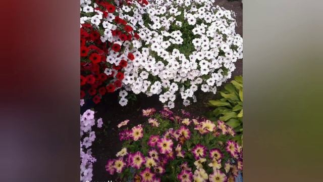 И снова Тайдалы! 2018-19-20-21 год. смотреть онлайн