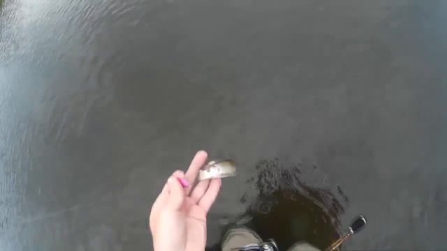 Голавль, р.Красивая меча. Тренировка. смотреть онлайн