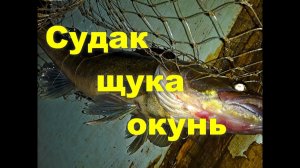 Судак, щука и окунь  Рыбалка на Ладоге.