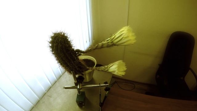 Кактус таймлапс смотреть онлайн