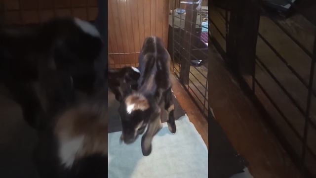 Козлята 2023. Нубийские козлики от Пчёлки и Ярда, тройня. смотреть онлайн