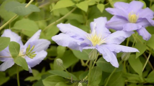 Clématite Cezanne™ 'Evipo023' by clematite.net - Spécialiste des plantes de jardin смотреть онлайн