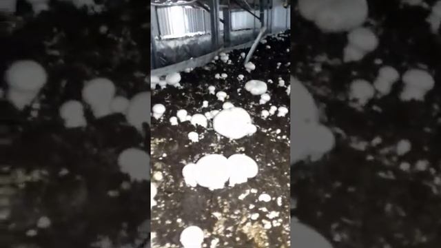 Выращивание шампиньонов смотреть онлайн