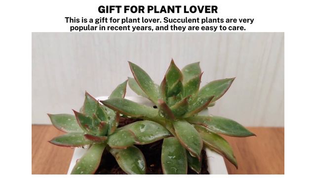 Echeveria 'Benimusume' Succulent Plant смотреть онлайн