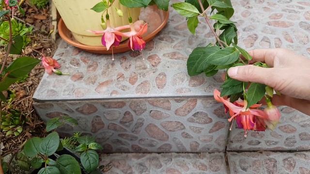 Fuksja nr 179 ,,Bicentennial " Fuchsia / Ułanka смотреть онлайн