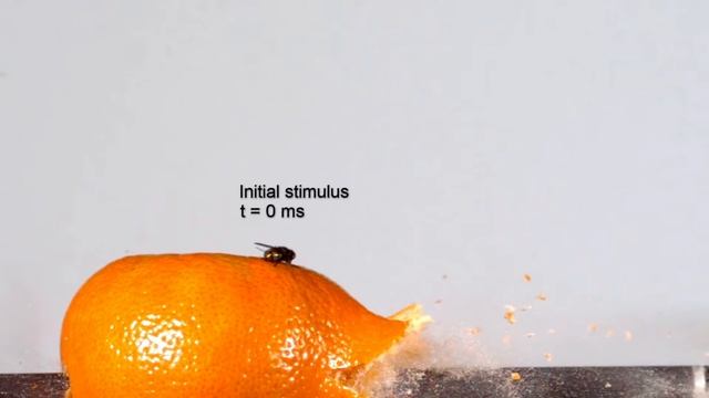 Реакция мухи. Выстрел из лука в апельсин. Мужа тормоз или нет? смотреть онлайн