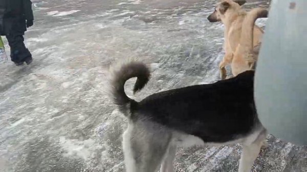 собаки спариваются