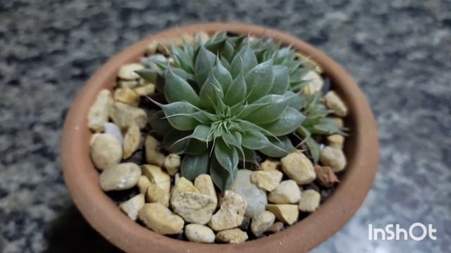 Graptoveria Silver Star ( Estrela Prateada)
