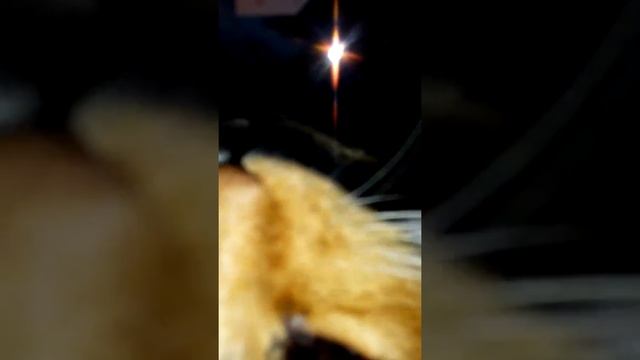 кошка грызёт ноутбук смотреть онлайн