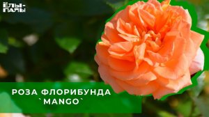 Роза флорибунда `Mango`