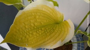 ❀ Самые красивые хосты с желтыми листьями