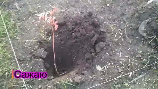Осенняя посадка ежевики и розолистной малины смотреть онлайн