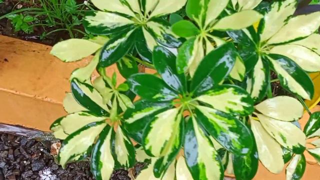 All about Dwarf Umbrella Tree / Octopus Tree / Parasol Plant (Malayalam) смотреть онлайн