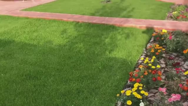 Газон из семян Мятлика 100% смотреть онлайн