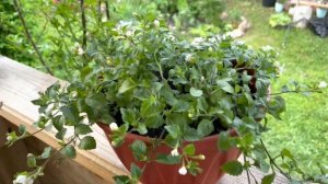 Миксы ЦВЕТОВ в кашпо и на клумбах. 25.05.23