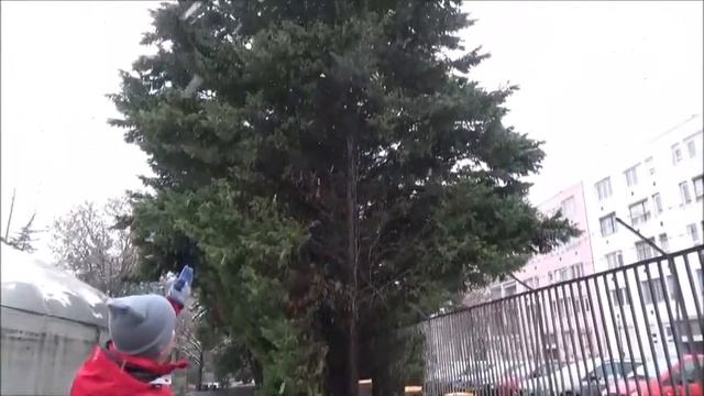 Cupressocyparis leylandii/Leyland ciprus: mekkorára nő? Leyland ciprus magassága смотреть онлайн