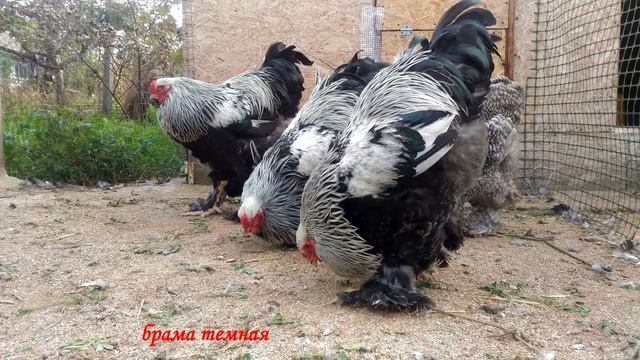 ноябрь 2018 г. кохинхин, корниш,брама,виандот, плимутрок Сochin Вrahma Cornish Plymouth Wyandotte смотреть онлайн