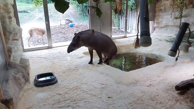 2019.07.Зоопарк Tiergarten Schonbrunn.Тапир смотреть онлайн