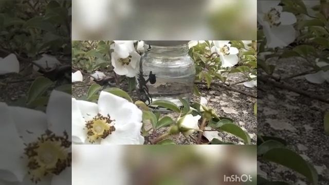 ПИЯВКИ. ОШИБКИ ПРИ ПОВТОРНОЙ ПОСТАНОВКЕ РАНЕЕ ИСПОЛЬЗОВАННЫХ ПИЯВОК, ЧАСТЬ2 смотреть онлайн