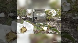 ПИЯВКИ. ОШИБКИ ПРИ ПОВТОРНОЙ ПОСТАНОВКЕ РАНЕЕ ИСПОЛЬЗОВАННЫХ ПИЯВОК, ЧАСТЬ2