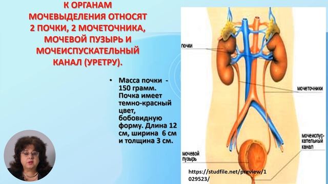 7й класс; Биология; "Особенности выделительной системы человека" смотреть онлайн
