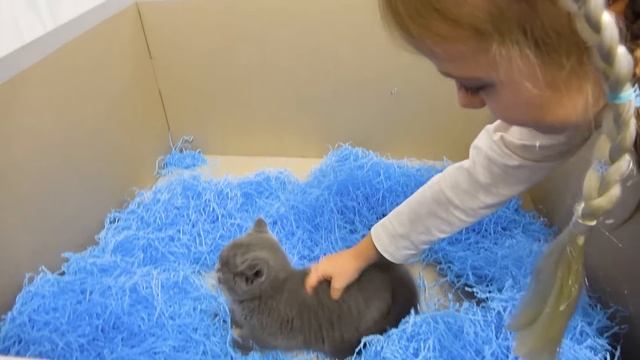 Настя нашла под ёлкой ПОДАРОК Куклы и волшебный мерцающий замок Холодное Сердце 2 смотреть онлайн