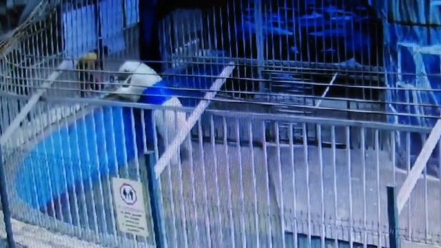 Спасение белого медведя Сэрику смотреть онлайн