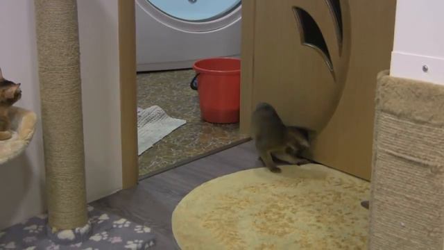 Абиссинские кошки. Питомник WildAby смотреть онлайн