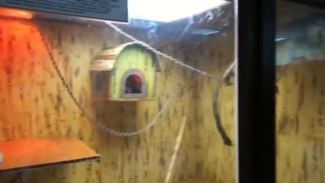 ✔ Бешеная обезьяна перепугала всех посетителей - Mad monkey fright all visitors смотреть онлайн